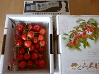 佐藤錦