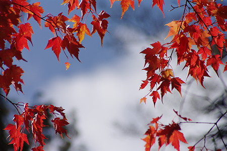 青空と白い雲と紅葉