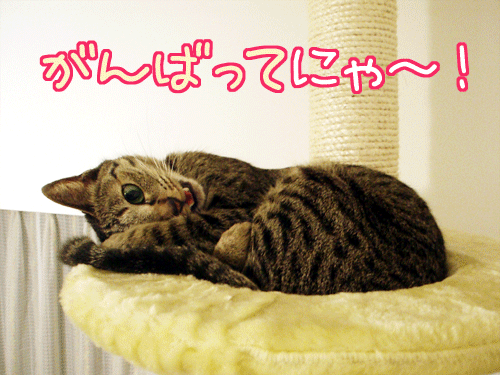 080716-【猫アニメ】がんばってにゃ、ノラにゃんこ！