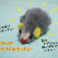 081114-【猫ムービー】捜索チューにゃ！