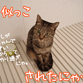 081118-【猫アニメ】真似っこにゃ！