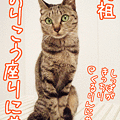 Photos: 081130-【猫アニメ】おりこう座りにゃ！