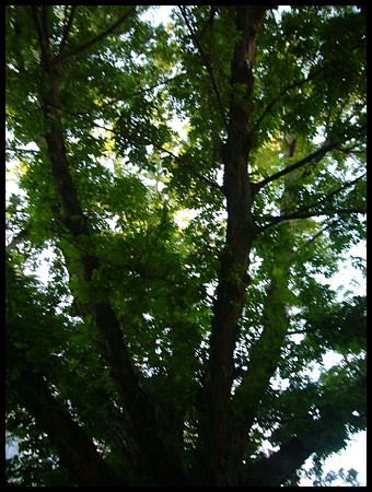 P1700007