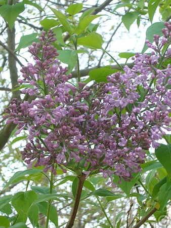 P1510203