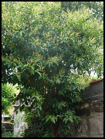 P1580907
