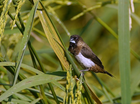 コシジロキンパラ(White-rumped Munia)P1030204_R