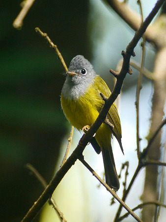 ハイムネヒタキ(Grey-headed Canary Flycatcher) P1050408_R
