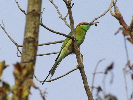 ミドリハチクイ(Green Bee-eater) IMGP47105_R