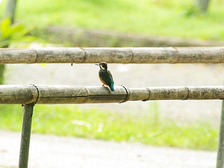 カワセミ(Common Kingfisher) IMGP47261_R