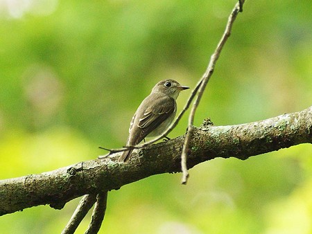 コサメビタキ(Brown Flycatcher) IMGP47269_R