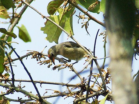 セアカハナドリ(若)Scarlet-backed Flowerpecker IMGP48168_R