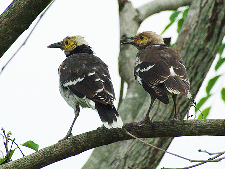 クビワムクドリ(Black-collared Starling) IMGP48263_R