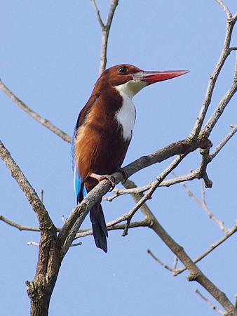 アオショウビン(White-throated Kingfisher) IMGP48560_R