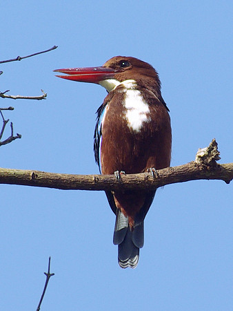 アオショウビン(White-throated Kingfisher) IMGP8641_R3