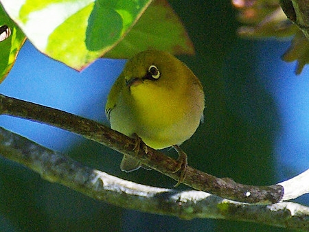 メジロ? (Oriental White-eye, Yellow Morph) IMGP8389_R(800)