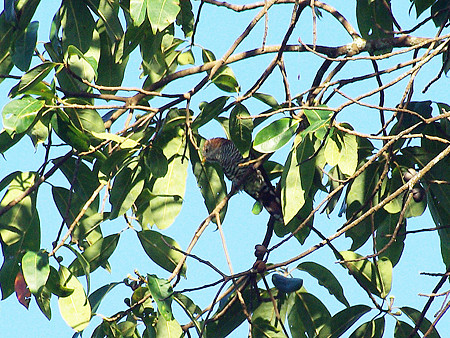 ミドリテリカッコー(Asian Emerald Cuckoo) IMGP48851_R