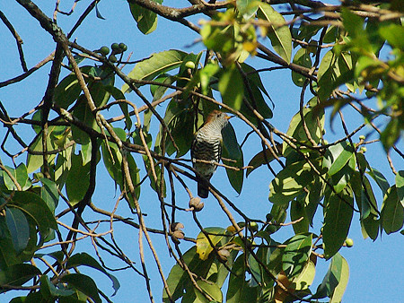 ミドリテリカッコー(Asian Emerald Cuckoo) IMGP48838_R