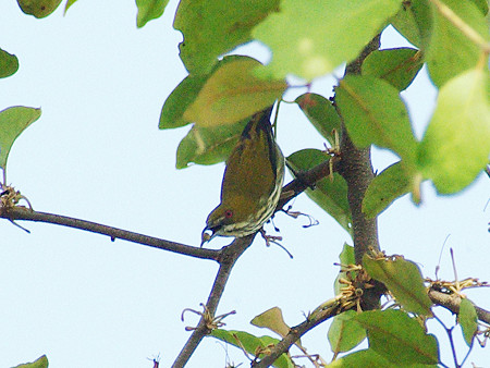 ムナフハナドリ(Yellow-vented Flowerpecker) IMGP9747_R