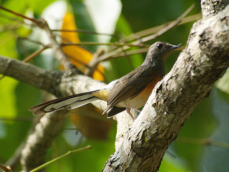 アカハラシキチョウ(White-rumped Shama) IMGP49889_R