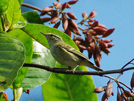 キマユムシクイ(Yellow-browed Warbler) IMGP50125_R