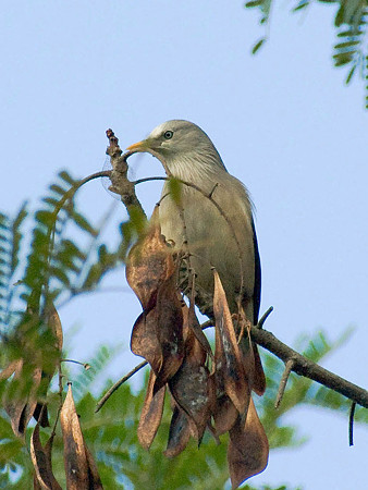 インドコムクドリ(Chestnut-tailed Starling) IMGP50432_R3