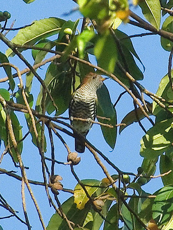 ミドリテリカッコー(Asian Emerald Cuckoo) IMGP48838(LR)-800R