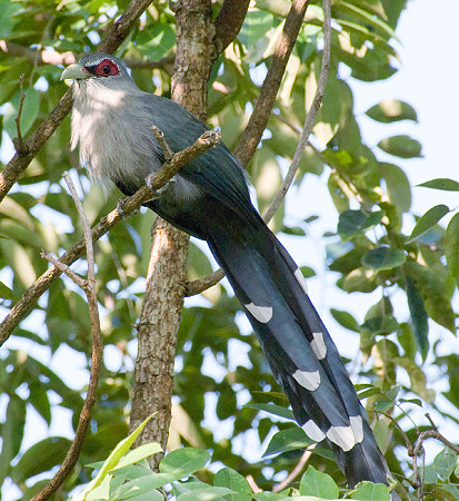 オニクロバンケンモドキ(Green-billed Malkoha) IMGP50942_3R