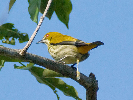 ムナフハナドリ(Yellow-vented Flowerpecker) IMGP52338_R