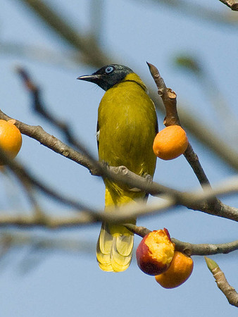 ズグロヒヨドリ(Black-headed Bulbul) IMGP52388_R
