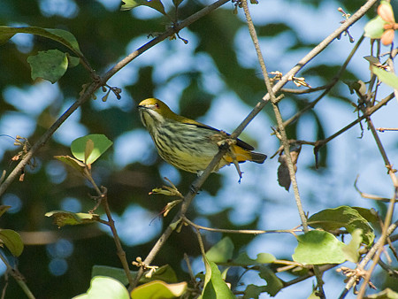 ムナフハナドリ(Yellow-vented Flowerpecker) IMGP53223_R
