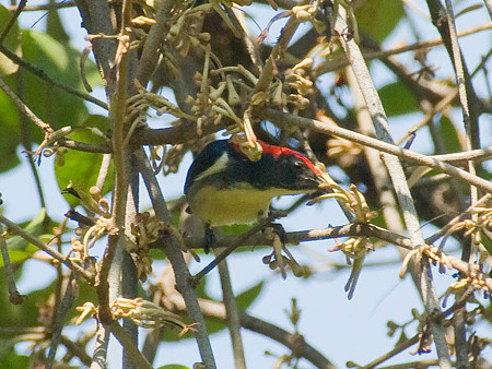 セアカハナドリ(Scarlet-backed Flowerpecker) IMGP53379_R