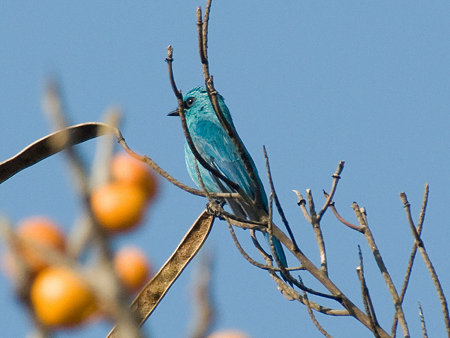 ロクショウヒタキ(Verditer Flycatcher) IMGP53481_R