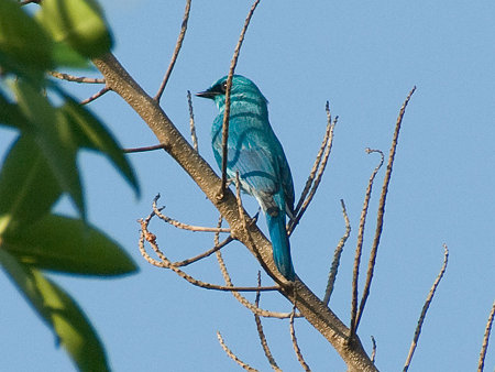 ロクショウヒタキ(Verditer Flycatcher) IMGP53484_R