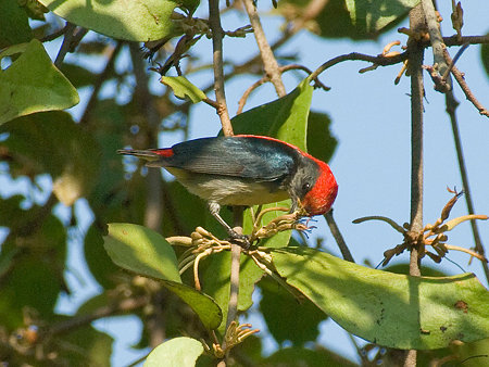 セアカハナドリ(Scarlet Flowerpecker) IMGP53591_R