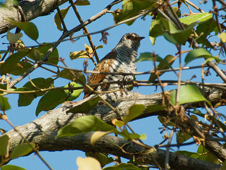 スミレテリカッコー♀(Violet Cuckoo) IMGP54131_R