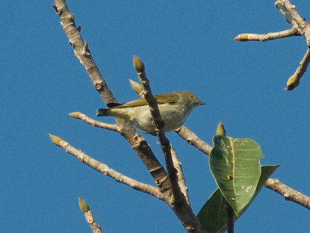 アオハナドリ(Plain Flowerpecker) IMGP53865_R