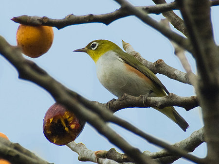 チョウセンメジロ(Chestnut-flanked White-eye) IMGP54293_R