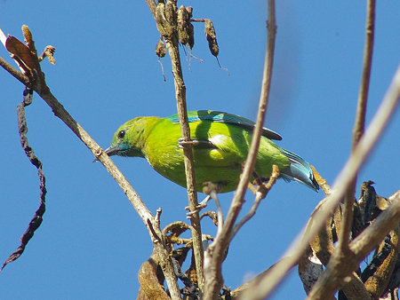 アオバネコノハドリ(Blue-winged Leafbird) IMGP25211(LR)_R