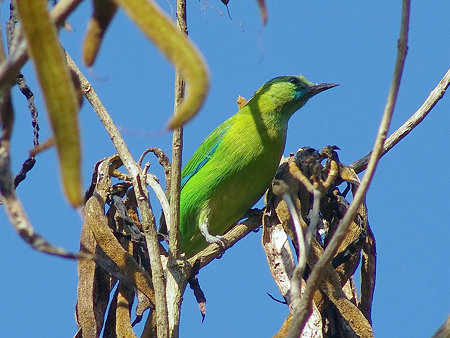 アオバネコノハドリ(Blue-winged Leafbird) IMGP25202(LR)_R
