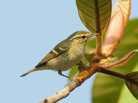 キマユムシクイ(Yellow-browed Warbler) IMGP54510_R