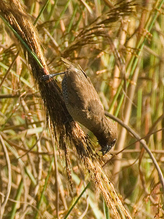 シマキンバラ(Scaly-breasted Munia) IMGP54813_R