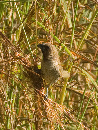 シマキンバラ(Scaly-breasted Munia) IMGP54811_R