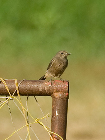 クロノビタキ(Pied Bushchat) iMGP54833_R