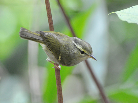 センダイムシクイ?(Eastern Crowned Warbler) DSC_0445_R