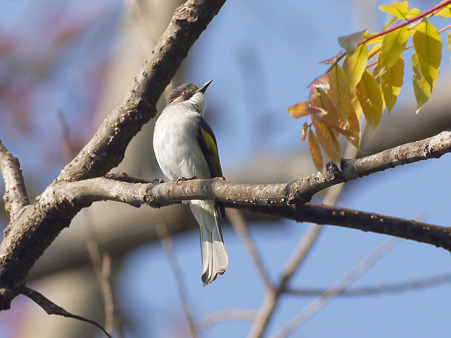 キバネヒヨドリ(Ashy Bulbul) P1240029_R