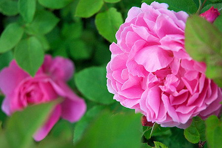 我が家の薔薇もようやく…♪
