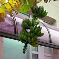Photos: banana