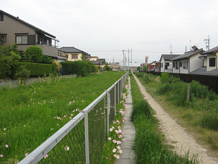 未整備の入鹿用水跡