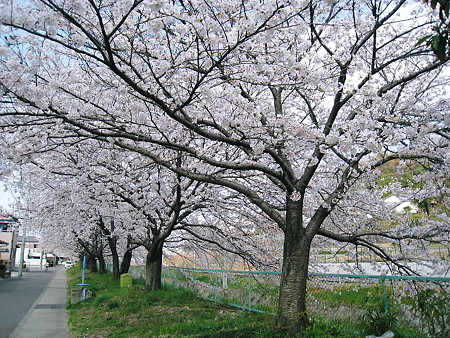 桜３