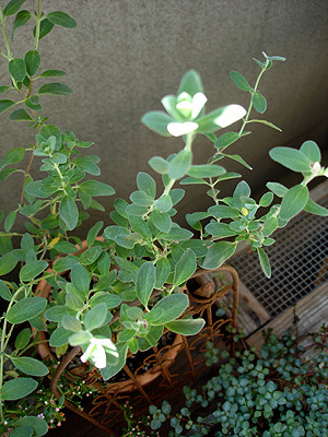20080902_02